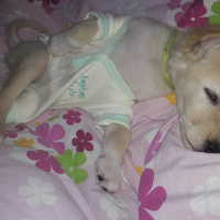 Golden Retriever, Köpek  Peri fotoğrafı