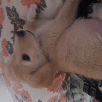 Golden Retriever, Köpek  Peri fotoğrafı