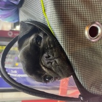 Pug, Köpek  Şükrü fotoğrafı