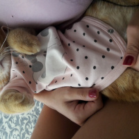 Exotic Shorthair, Kedi  missy fotoğrafı