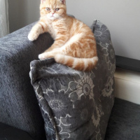Exotic Shorthair, Kedi  missy fotoğrafı