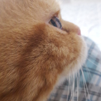 Exotic Shorthair, Kedi  missy fotoğrafı
