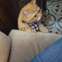 Exotic Shorthair, Kedi  missy fotoğrafı