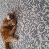 Exotic Shorthair, Kedi  missy fotoğrafı