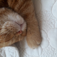 Exotic Shorthair, Kedi  missy fotoğrafı