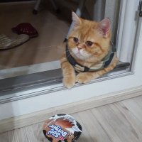 Exotic Shorthair, Kedi  missy fotoğrafı