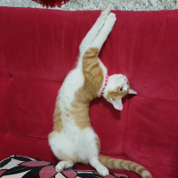 Tekir Kedi, Kedi  Ballı fotoğrafı