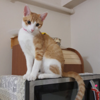 Tekir Kedi, Kedi  Ballı fotoğrafı