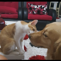 Tekir Kedi, Kedi  Ballı fotoğrafı