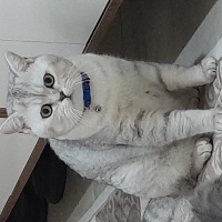 British Shorthair, Kedi  Duman fotoğrafı