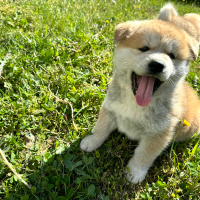 Akita İnu, Köpek  Akita fotoğrafı