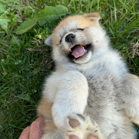 Akita İnu, Köpek  Akita fotoğrafı