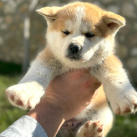 Akita İnu, Köpek  Akita fotoğrafı