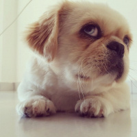 Pekingese, Köpek  Çapkın fotoğrafı
