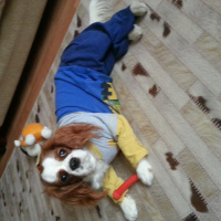 Cavalier King Charles Spanieli, Köpek  mira fotoğrafı
