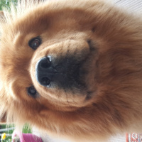 Chow Chow (çin Aslanı), Köpek  Chivas fotoğrafı