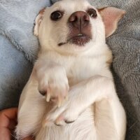 Jack Russell Terrier, Köpek  Lucy fotoğrafı