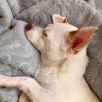 Jack Russell Terrier, Köpek  Lucy fotoğrafı