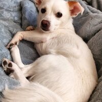 Jack Russell Terrier, Köpek  Lucy fotoğrafı