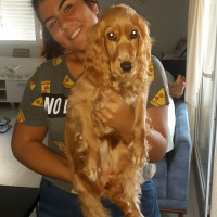 Amerikan Cocker Spaniel, Köpek  peri fotoğrafı