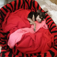 Minyatür Pinscher, Köpek  Efe fotoğrafı