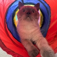 British Shorthair, Kedi  Lupin fotoğrafı