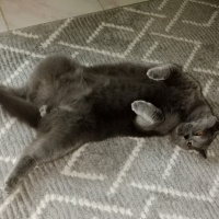 British Shorthair, Kedi  Pati fotoğrafı