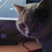 British Shorthair, Kedi  Pati fotoğrafı