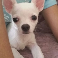 Chihuahua, Köpek  Badem fotoğrafı