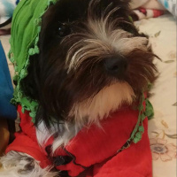 Tibet Terrieri, Köpek  lucy fotoğrafı