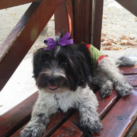 Tibet Terrieri, Köpek  lucy fotoğrafı