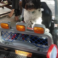 Tibet Terrieri, Köpek  lucy fotoğrafı