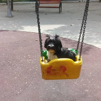Tibet Terrieri, Köpek  lucy fotoğrafı