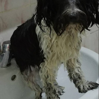 Tibet Terrieri, Köpek  lucy fotoğrafı