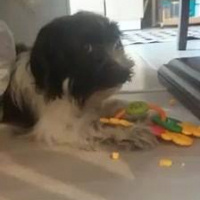 Tibet Terrieri, Köpek  lucy fotoğrafı