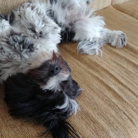 Tibet Terrieri, Köpek  lucy fotoğrafı