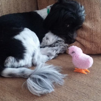 Tibet Terrieri, Köpek  lucy fotoğrafı