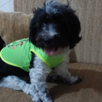 Tibet Terrieri, Köpek  lucy fotoğrafı