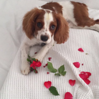 Cavalier King Charles Spanieli, Köpek  Vodka fotoğrafı