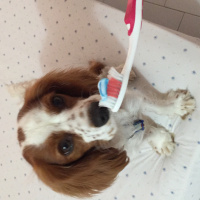 Cavalier King Charles Spanieli, Köpek  Vodka fotoğrafı