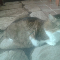 Ankara Kedisi, Kedi  Şanslı fotoğrafı