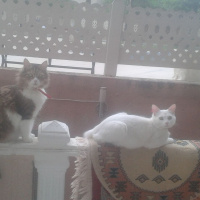Ankara Kedisi, Kedi  Şanslı fotoğrafı
