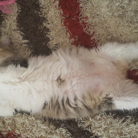 Ankara Kedisi, Kedi  Şanslı fotoğrafı