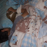 Ankara Kedisi, Kedi  Şanslı fotoğrafı