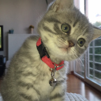 British Shorthair, Kedi  gölge fotoğrafı
