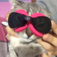 British Shorthair, Kedi  gölge fotoğrafı