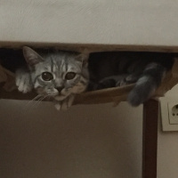British Shorthair, Kedi  gölge fotoğrafı