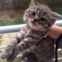 British Shorthair, Kedi  gölge fotoğrafı
