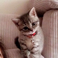 British Shorthair, Kedi  gölge fotoğrafı