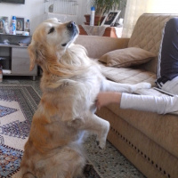 Golden Retriever, Köpek  Ares fotoğrafı